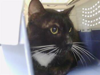 A1265517 -  Domestic Short Hair Cat for Adoption in Charlotte, North Carolina - A1265517 | PetCurious