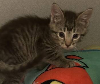 Over Easy -  Domestic Short Hair Cat for Adoption in Mason City, Iowa - Over Easy | PetCurious