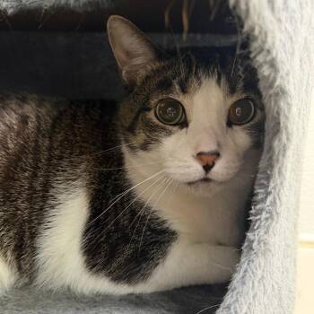 Laika -  Domestic Short Hair Cat for Adoption in Riverwoods, Illinois - Laika | PetCurious