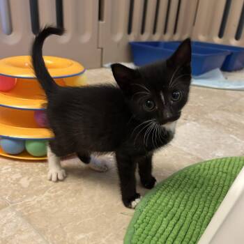 Ricky -  Domestic Short Hair Cat for Adoption in Bel Air, Maryland - Ricky | PetCurious