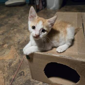 Cheese Puff -  Domestic Short Hair Cat for Adoption in San Antonio, Texas - Cheese Puff | PetCurious
