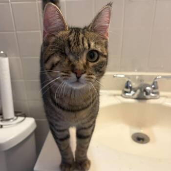 Liesel (one eyed kitten) -  Oriental Tabby Cat for Adoption in Huntington, New York - Liesel (one Eyed Kitten) | PetCurious