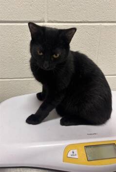 HELIOT -  Domestic Short Hair Cat for Adoption - HELIOT | PetCurious