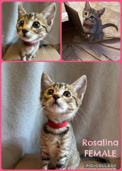 Rosalind -  Tabby Cat for Adoption in Inez, Kentucky - Rosalind | PetCurious