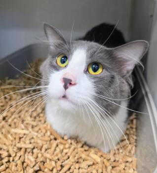 Buster -  Domestic Long Hair Cat for Adoption in Bloomington, Indiana - Buster | PetCurious
