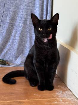 Goji -  Tabby Cat for Adoption in Los Angeles, California - Goji | PetCurious