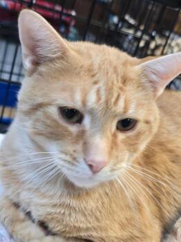 GARFIELD -  Domestic Short Hair Cat for Adoption in Southbury, Connecticut - GARFIELD | PetCurious