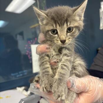 Doodle Bear -  Domestic Short Hair Cat for Adoption in Newark, New Jersey - Doodle Bear | PetCurious