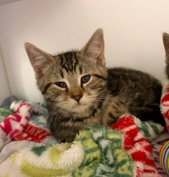 Rocco -  Domestic Short Hair Cat for Adoption in Liverpool, New York - Rocco | PetCurious