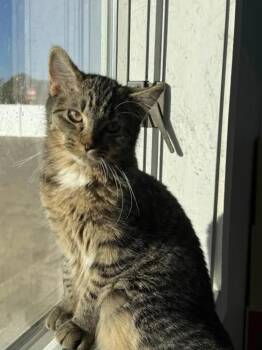 Rescue Domestic Short Hair Cats for Adoption in Mount Pleasant, Iowa - Lyra | PetCurious