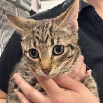 Domestic Short Hair Cats Available for Adoption - Ravioli | PetCurious