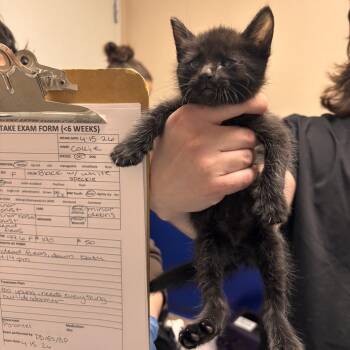 Domestic Short Hair Cats Available for Adoption in Tempe, Arizona - Collie | PetCurious