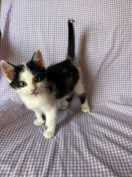 Juice *Bonded with Beetle* -  Domestic Short Hair Cat for Adoption - Juice *Bonded With Beetle* | PetCurious