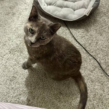 Marigold -  Domestic Short Hair Cat for Adoption in Chicago, Illinois - Marigold | PetCurious