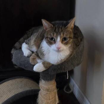 Chrysanthemum -  Domestic Short Hair Cat for Adoption in Fort Lauderdale, Florida - Chrysanthemum | PetCurious
