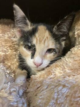 Poppy -  Domestic Short Hair Cat for Adoption in Oceanside, California - Poppy | PetCurious