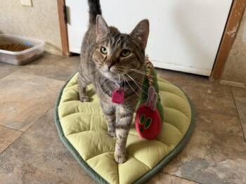 Rescue Domestic Short Hair Cats for Adoption in Peru, Illinois - Ola | PetCurious