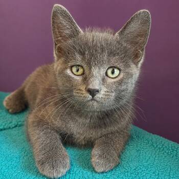 Domestic Short Hair Cats Available for Adoption in Pontiac, Michigan - Espresso | PetCurious