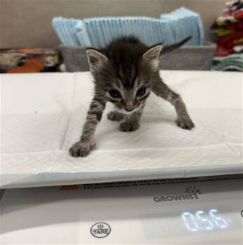 PEACH -  Domestic Short Hair Cat for Adoption in Baytown, Texas - PEACH | PetCurious