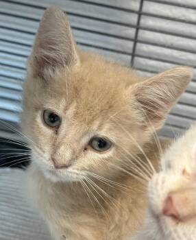 Rugby -  Domestic Short Hair Cat for Adoption in Stafford, Virginia - Rugby | PetCurious