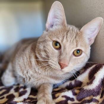 Beetlejuice -  Domestic Short Hair Cat for Adoption in Reno, Nevada - Beetlejuice | PetCurious