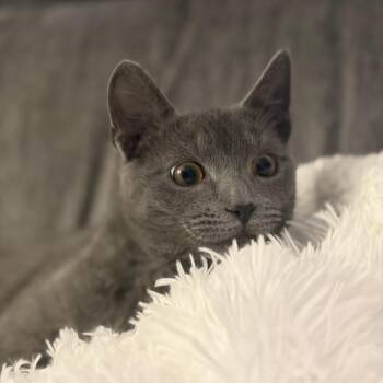 Dewey -  Domestic Short Hair Cat for Adoption in Harrisonburg, Virginia - Dewey | PetCurious