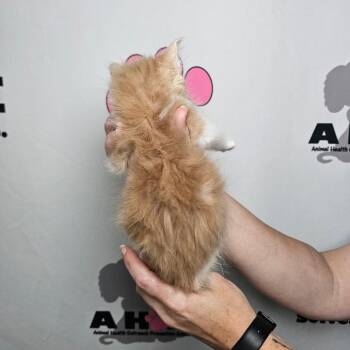 American Shorthair Cats Available for Adoption in Milton, Florida - Tango | PetCurious