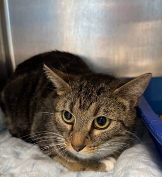 Rescue Domestic Short Hair Cats for Adoption in Ellijay, Georgia - Gilly | PetCurious