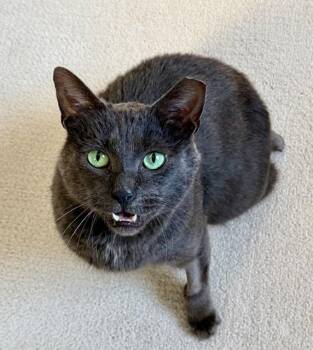 Domestic Short Hair Cats Available for Adoption - Smokey | PetCurious