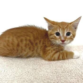 Dust Bunny -  Domestic Short Hair Cat for Adoption in Warrensburg, Missouri - Dust Bunny | PetCurious