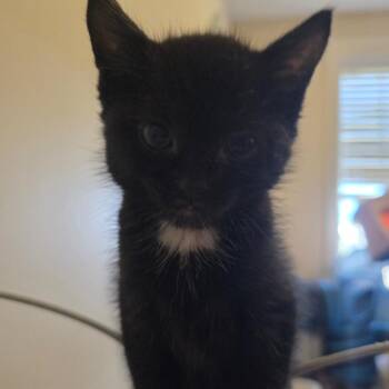 Diva -  Domestic Short Hair Cat for Adoption in Layton, Utah - Diva | PetCurious