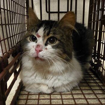 Kaizen -  Domestic Medium Hair Cat Available for Adoption in Bristol, Indiana - Kaizen | PetCurious