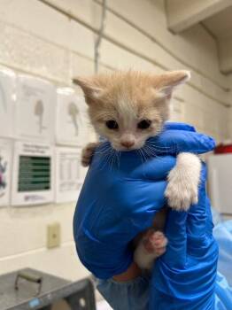 Domestic Short Hair Cats Available for Adoption in Fruit Heights, Utah - Streamers | PetCurious