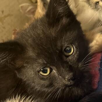 Havasu -  Domestic Short Hair Cat for Adoption in Yuma, Arizona - Havasu | PetCurious