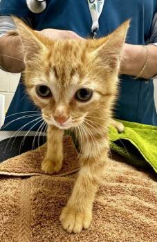 Don Gato -  Domestic Short Hair Cat for Adoption in Westland, Michigan - Don Gato | PetCurious