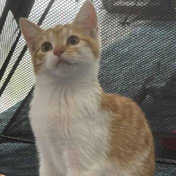 Rescue Domestic Short Hair Cats for Adoption in Fort Lauderdale, Florida - Kiwi | PetCurious