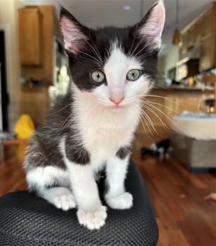 LATTE -  Domestic Short Hair Cat for Adoption in Santa Clara, California - LATTE | PetCurious