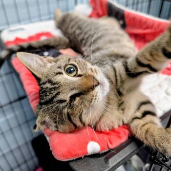 Rye -  Domestic Short Hair Cat for Adoption in Huntsville, Alabama - Rye | PetCurious
