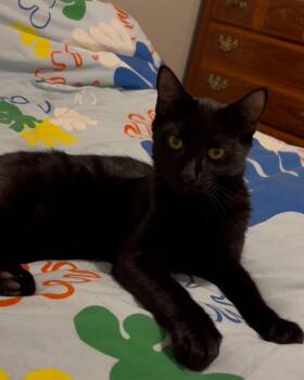 Rescue Domestic Short Hair Cats for Adoption in Tucson, Arizona - Tama | PetCurious