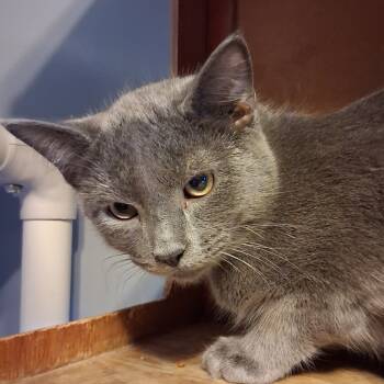 Rescue Domestic Short Hair Cats for Adoption in Marion, Illinois - Grayson | PetCurious