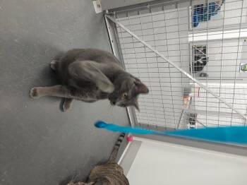 Rescue Domestic Short Hair Cats for Adoption in Williamsport, Pennsylvania - Whopper | PetCurious