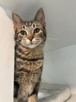 Domestic Short Hair Cats Available for Adoption - Kirby | PetCurious