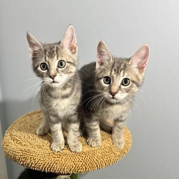 Thunder & Rain (Storm Squad) -  Domestic Short Hair Cat for Adoption in Lemoyne, Pennsylvania - Thunder & Rain (Storm Squad) | PetCurious