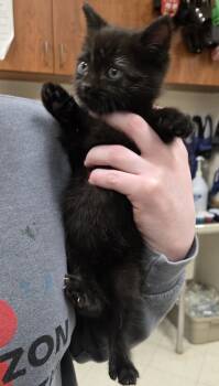 Rescue Domestic Short Hair Cats for Adoption in Saint Clairsville, Ohio - Oliver | PetCurious