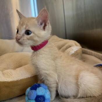 Nixta 21 -  Domestic Short Hair Cat for Adoption in Austin, Texas - Nixta 21 | PetCurious