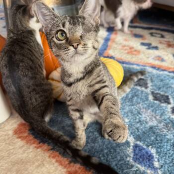 Patch -  Domestic Short Hair Cat for Adoption - Patch | PetCurious