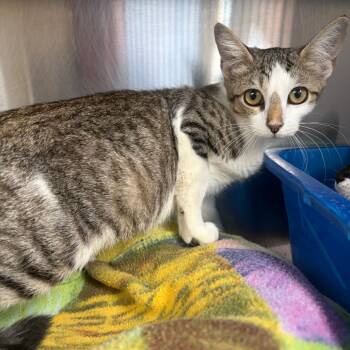 Aurora -  Domestic Short Hair Cat for Adoption in Sarasota, Florida - Aurora | PetCurious