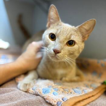 Lumen -  Domestic Short Hair Cat for Adoption in Pittsburgh, Pennsylvania - Lumen | PetCurious
