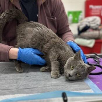 Domestic Short Hair Cats Available for Adoption - Neptune | PetCurious