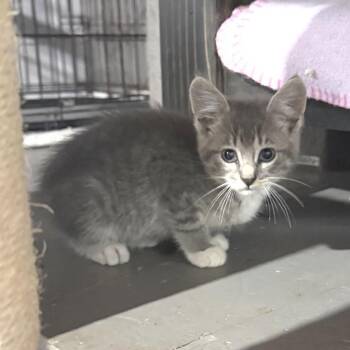 Theodore -  Domestic Short Hair Cat for Adoption in Albert Lea, Minnesota - Theodore | PetCurious